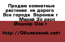 Продаю комнатные растения  не дорого - Все города, Воронеж г.  »    . Марий Эл респ.,Йошкар-Ола г.